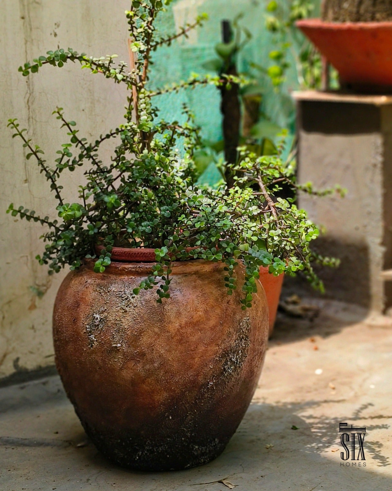 Fossil Planter